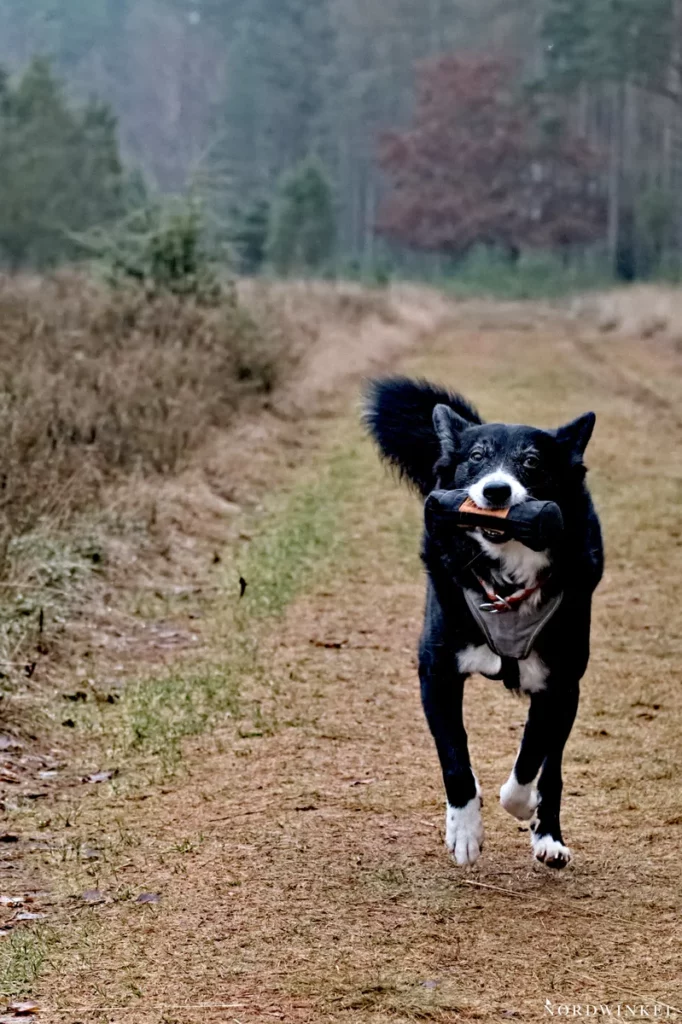 hund rennt mit futterbeutel auf waldweg
