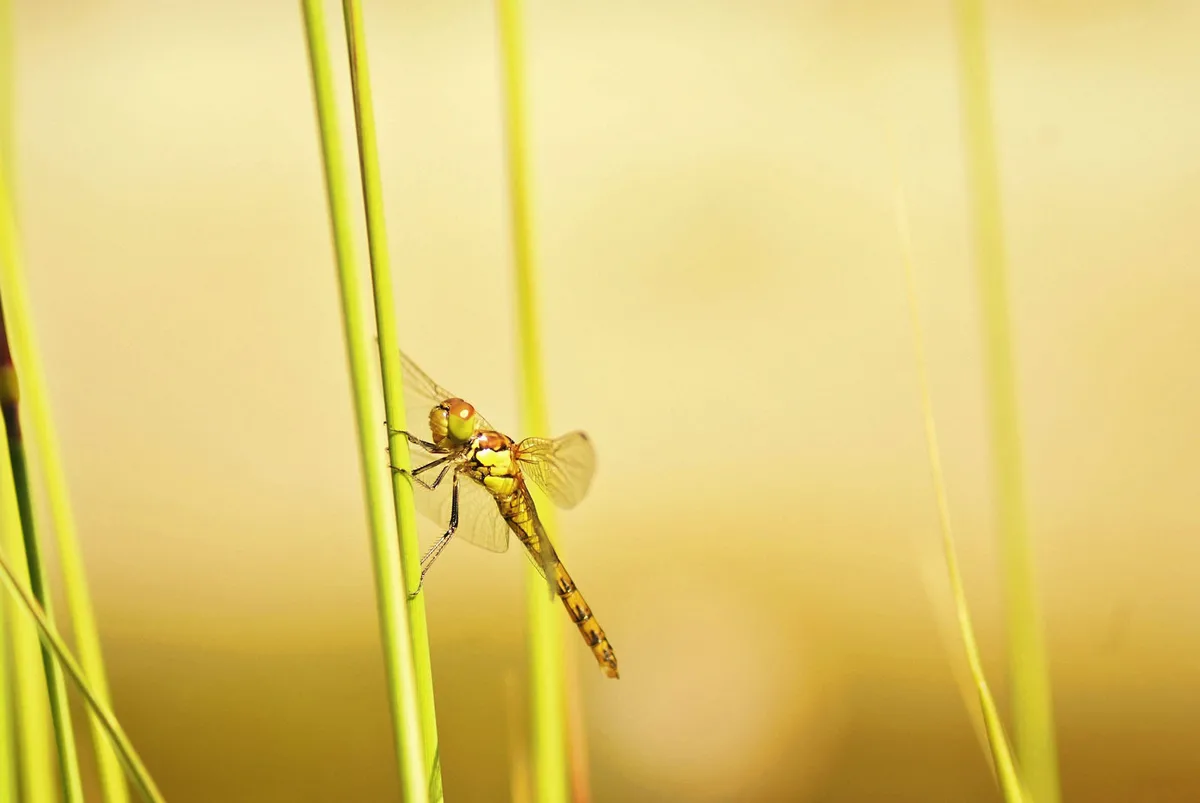 libelle auf einem grashalm vor verschwommenem hintergrund