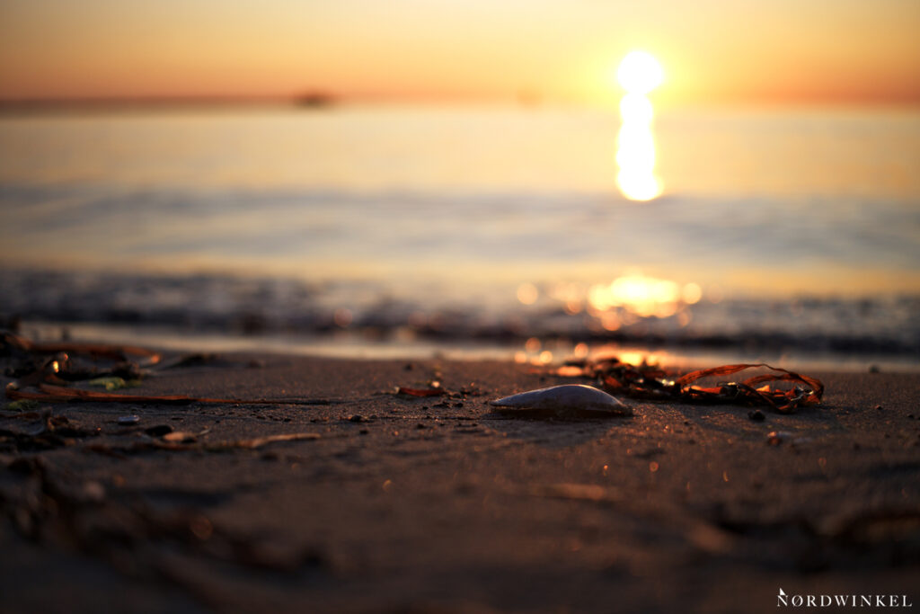 muschel in nahaufnahme am strand zum sonnenuntergang gegenbeispiel fotospruch bokeh braucht vollformat