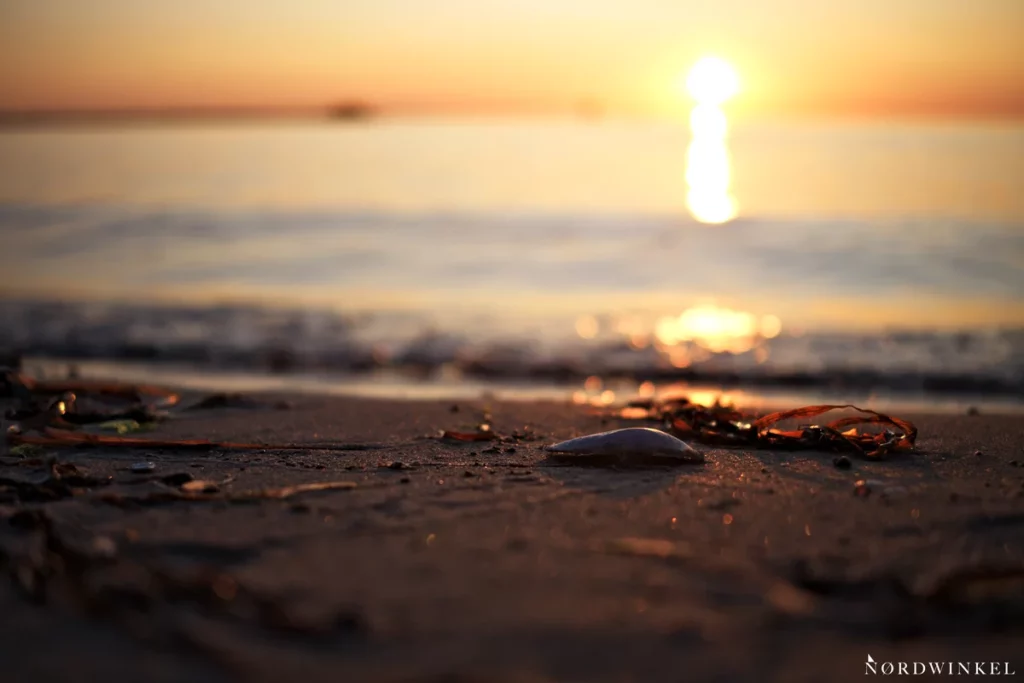 nahperspektive einer muschel am strand zum sonnenuntergang
