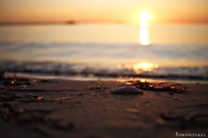 blende geöffnet muschel am strand zum sonnenuntergang