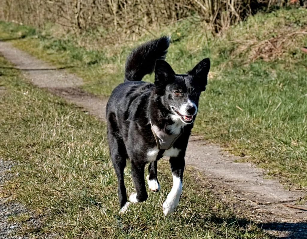 bounty mittig laufend auf einem feldweg