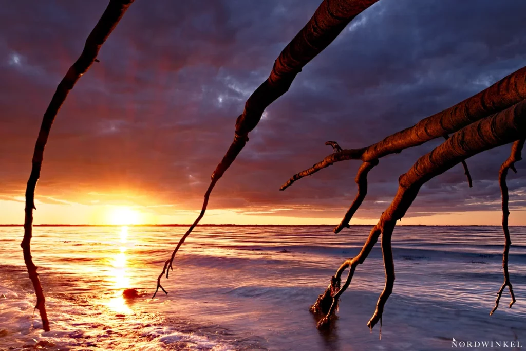 sonnenuntergang fotografieren mit ins bild ragenden bäumen an der ostsee am strand