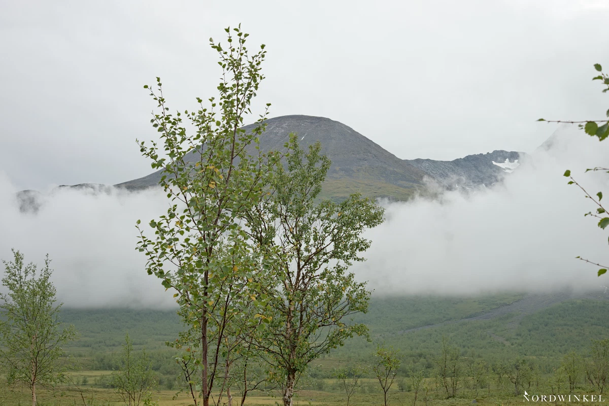 grüne birke vor einer nebelbank im hintergrund ein geschwungen geformter berggipfel und vermittelt dadurch räumliche tiefe