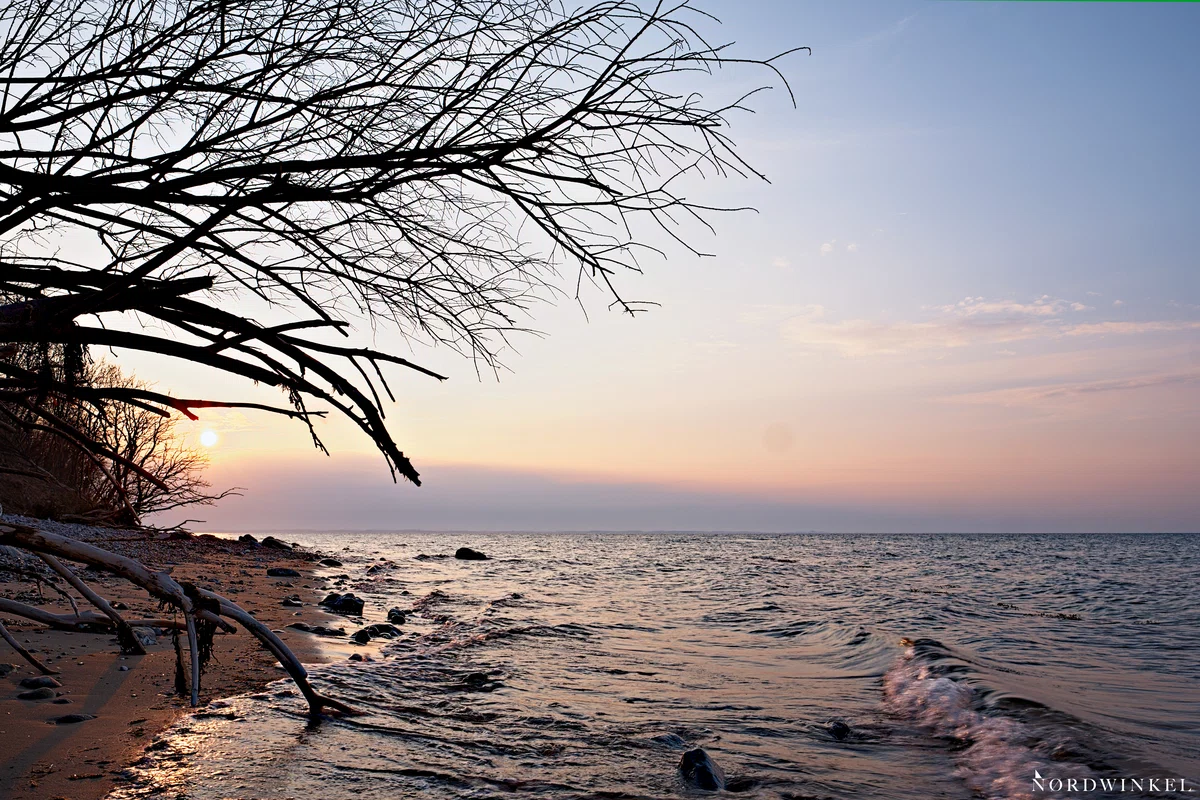 sonnenuntergang an der ostsee mit strand und kahlem baum