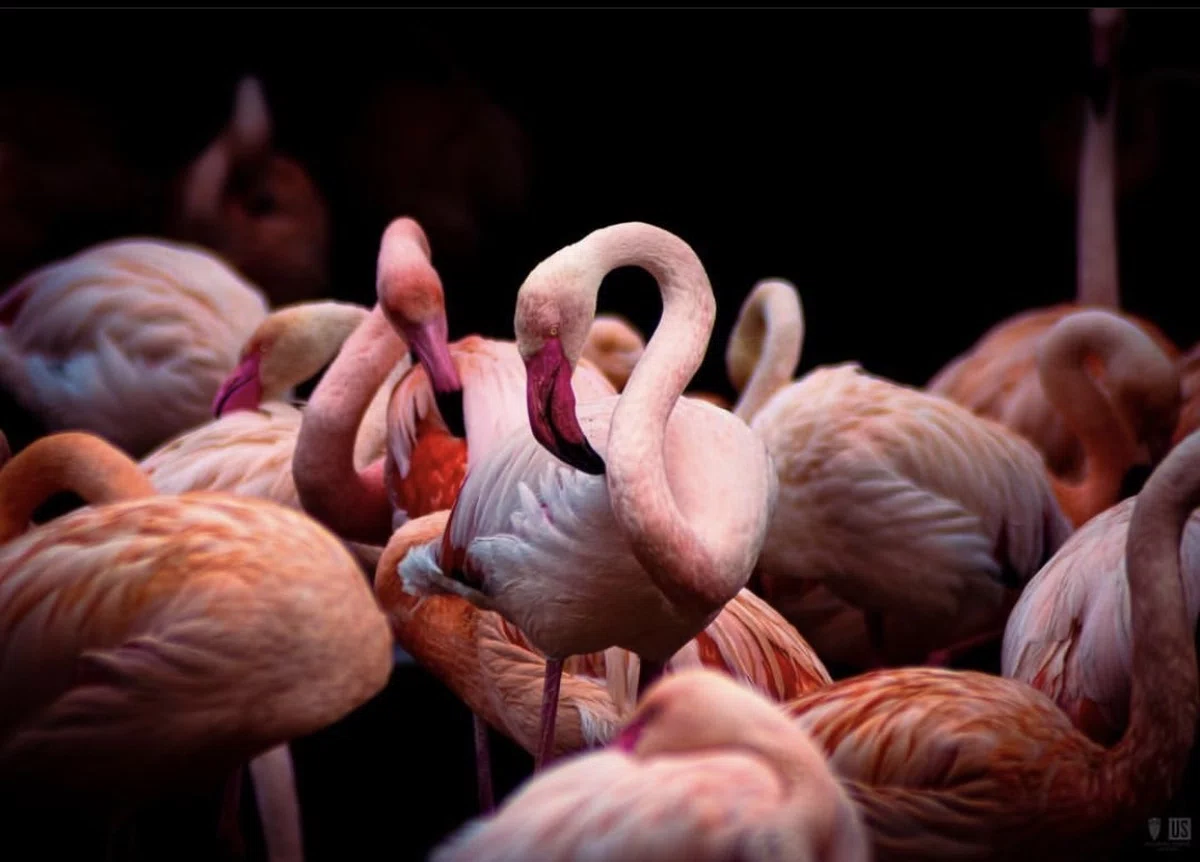 flamingos in einer gruppe beim putzen