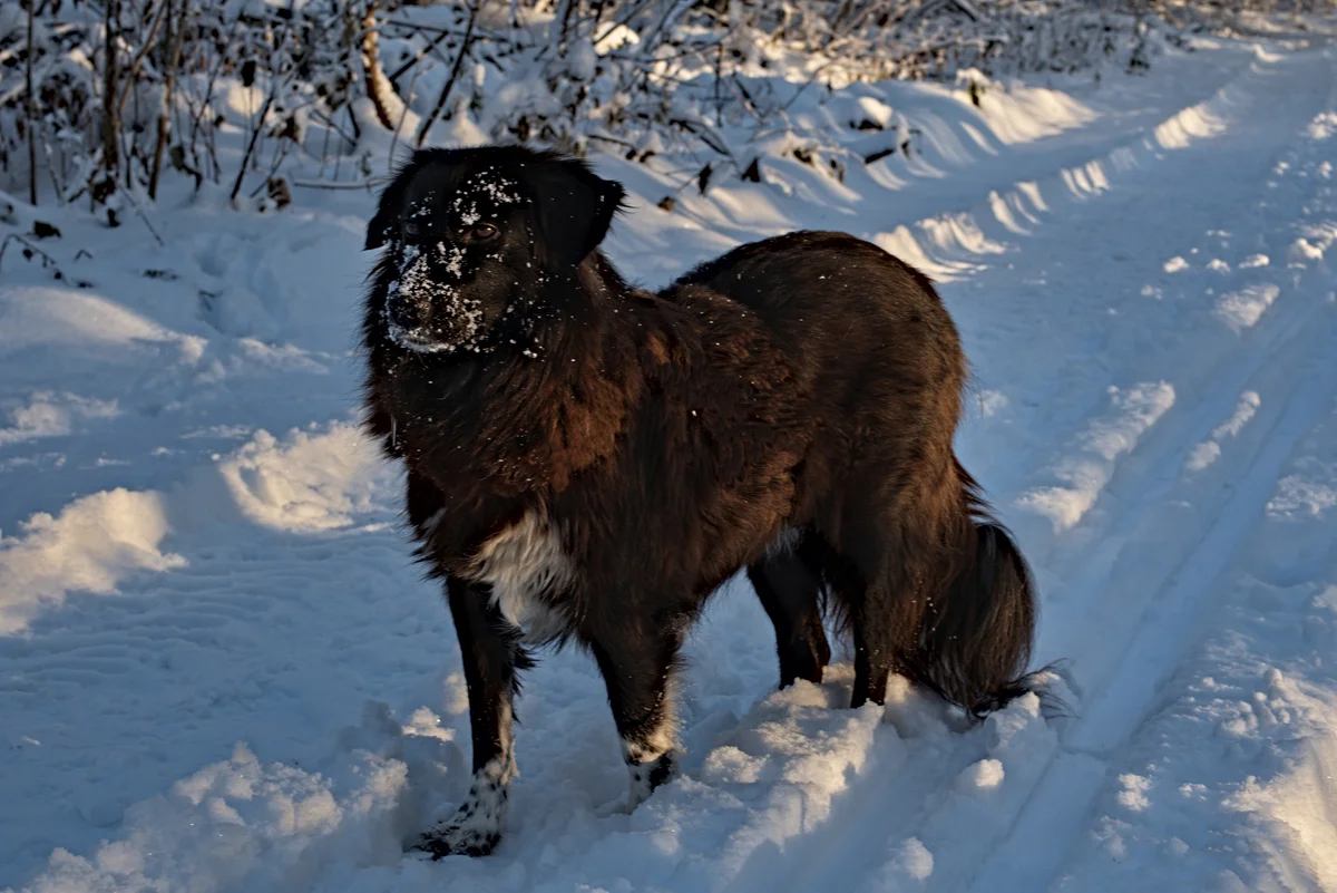 schwarzer hund im verschneiten wald