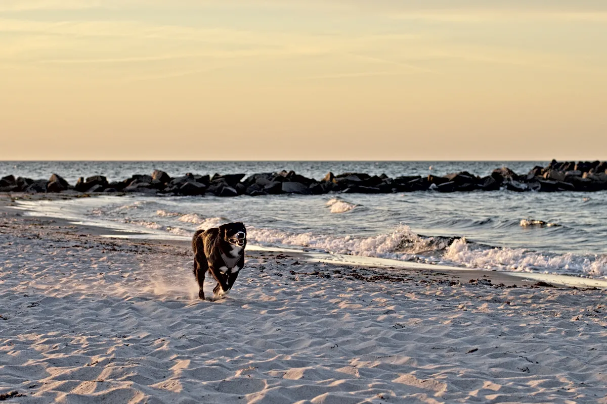 rennender schwarzer hund am ostseestrand seitlich versetzt zum sonnenuntergang