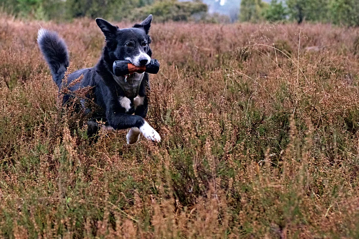 schwarz weißer hund mit futterbeutel in heidekrautwiese