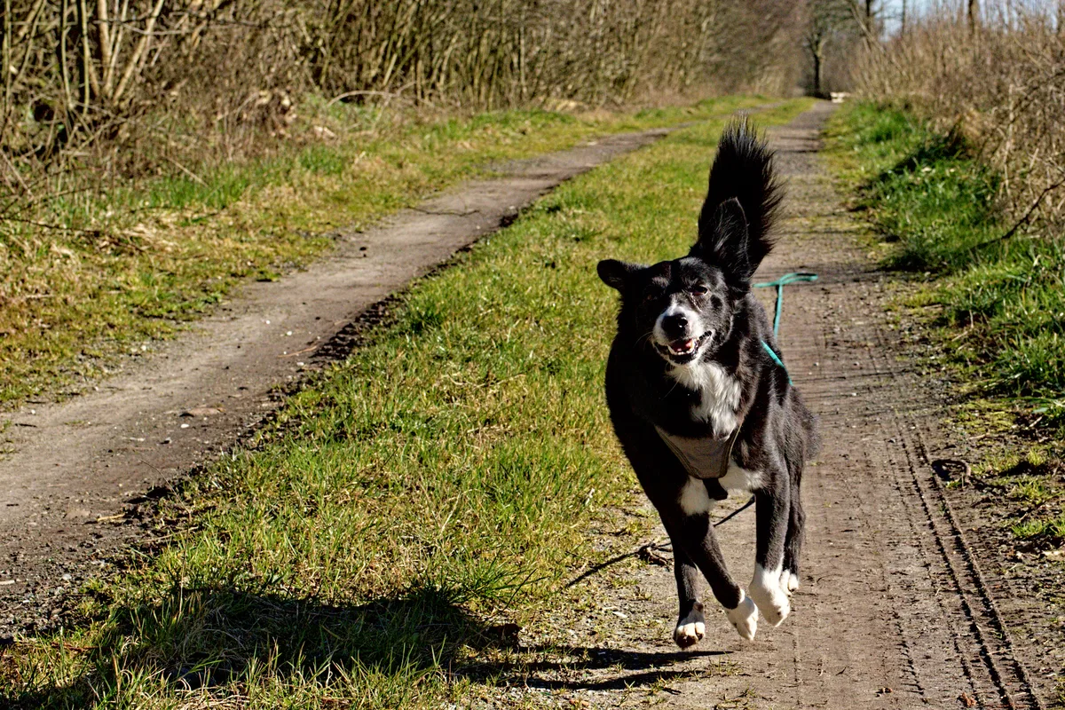 rennender hund auf feldweg im sonnenschein