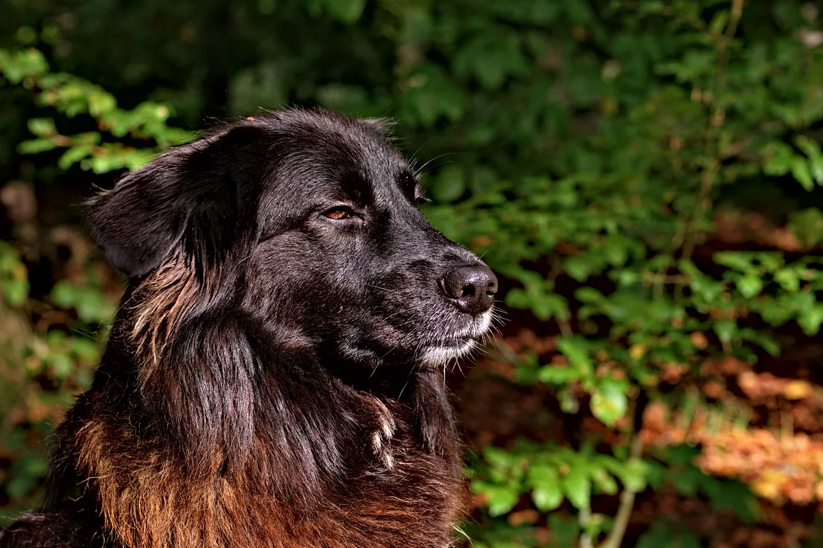 Hundeportait in der sonne im wald