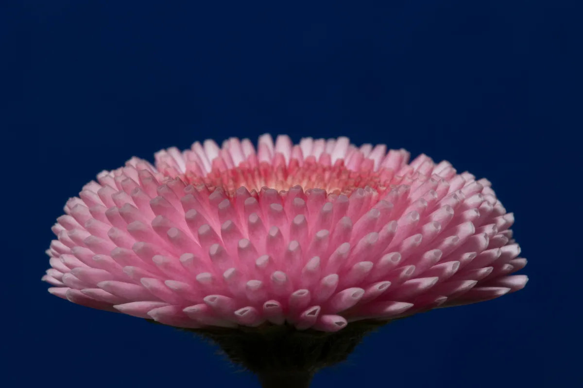 rosa blüte vor blauem hintergrund mit blende 32