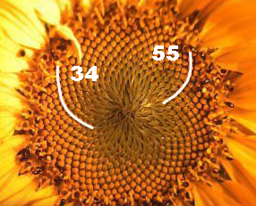 fibonaccifolge in einer sonnenblume