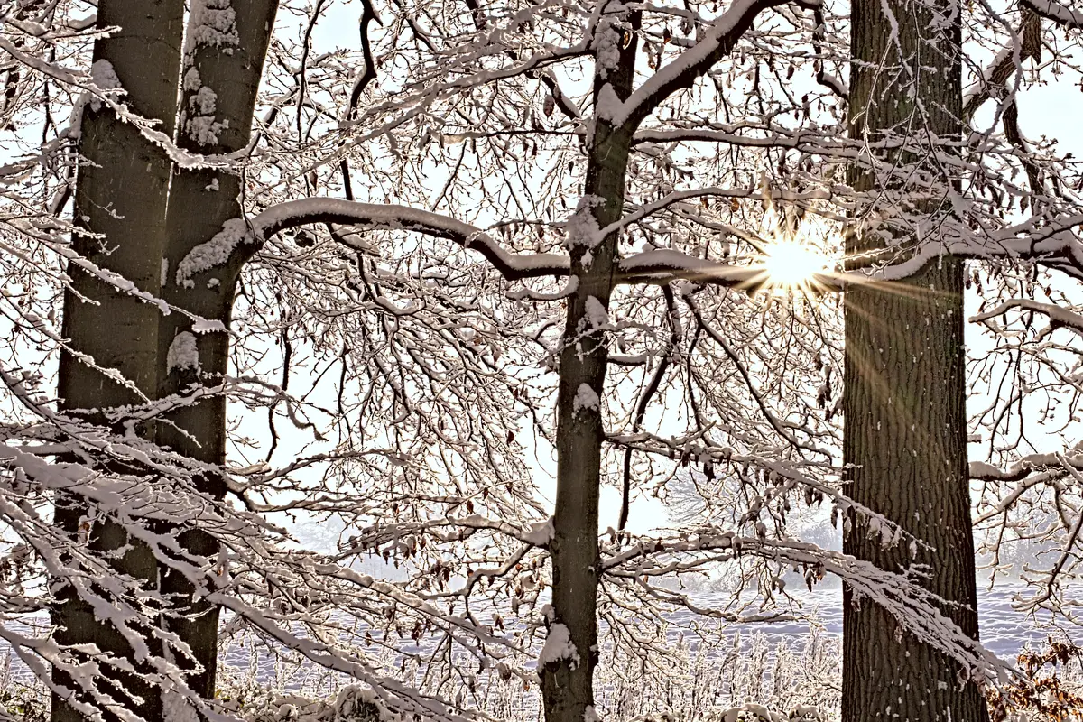 sonne scheint sternförmig durch verschneite bäume wärmere farben