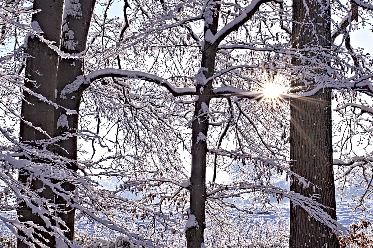 sonne scheint durch verschneite bäume kühler weissabgleich