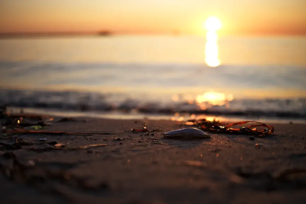 muschel am Strand zum sonnenuntergang im hintergrund die ostsee