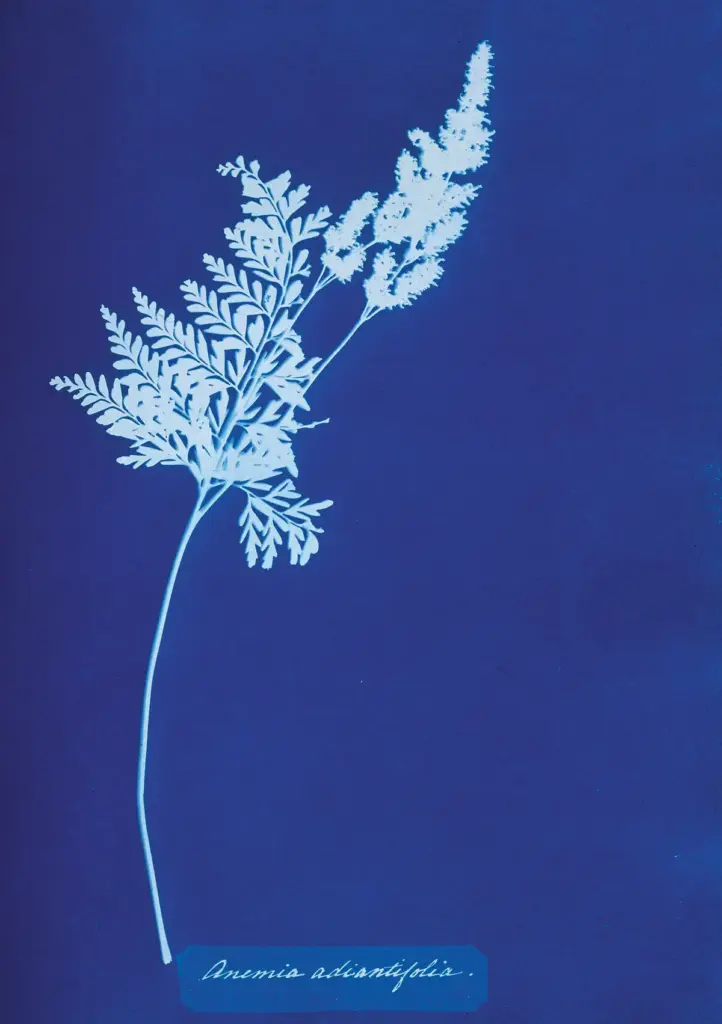 anemia adiantifolia cyanotypie