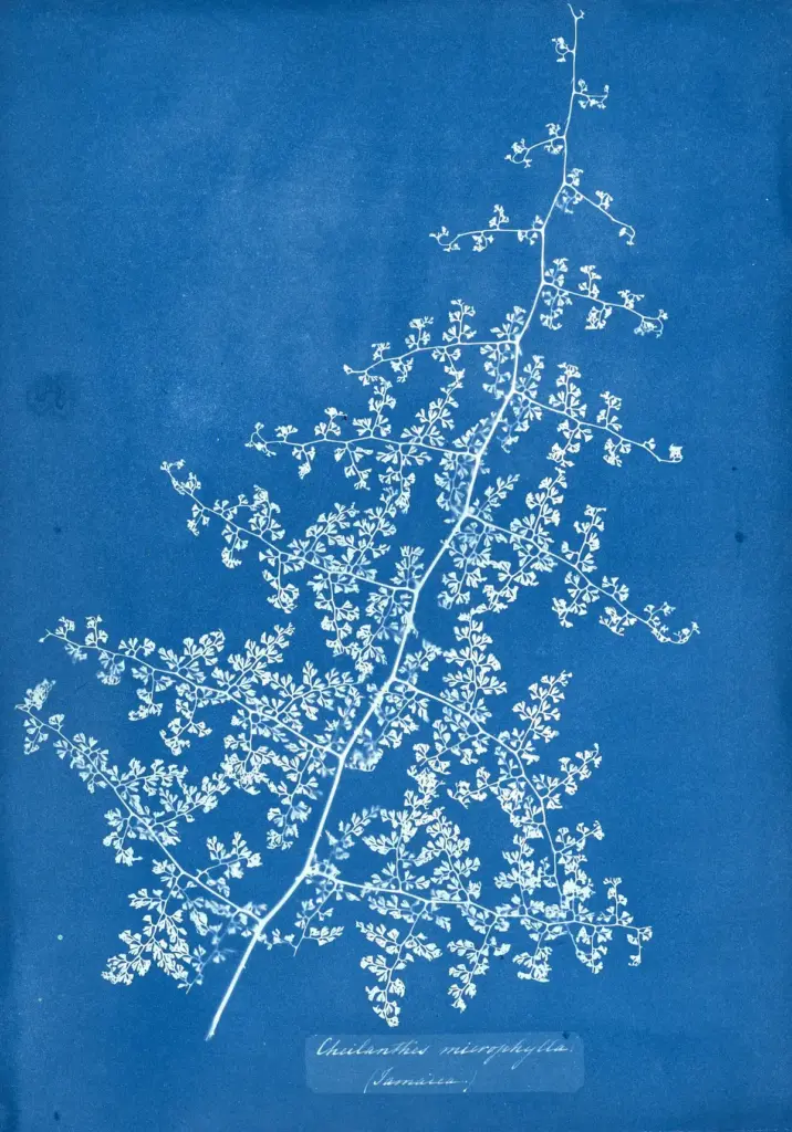 Cheilanthes myriophylla als cyanotypie