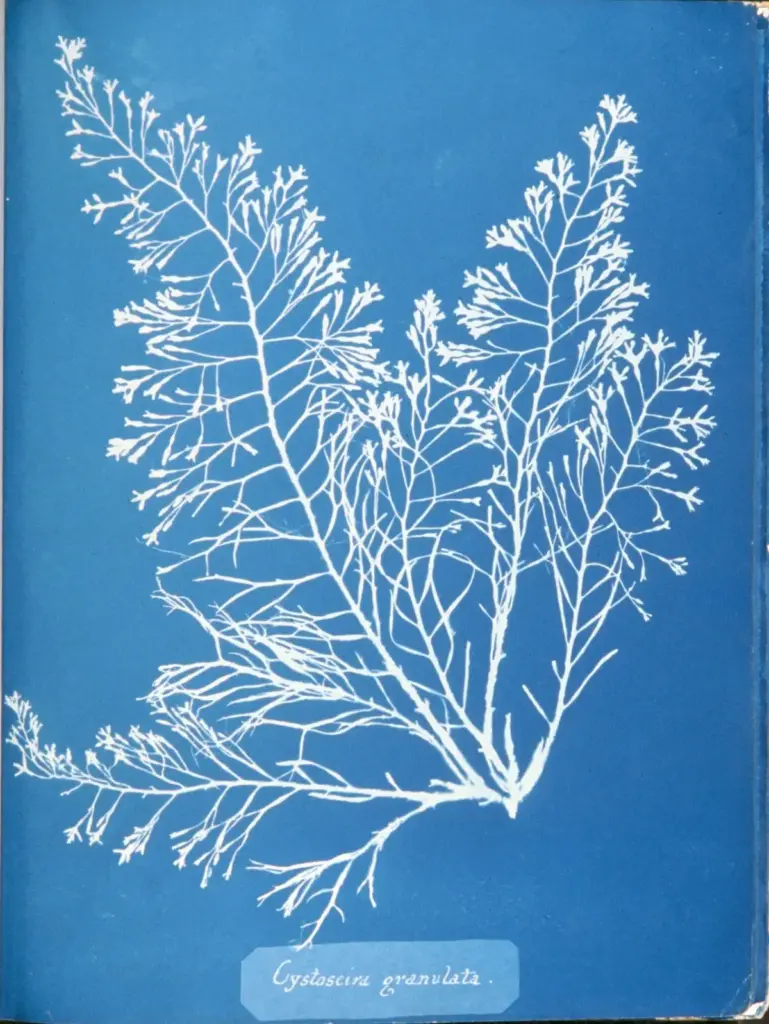 Cystoseira granulata