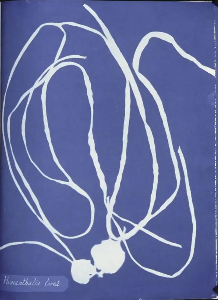 Himanthalia lorea cyanotypie von Anna Atkins