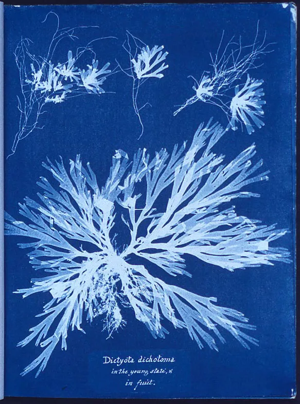 cyanotypie einer alge von anna atkins
