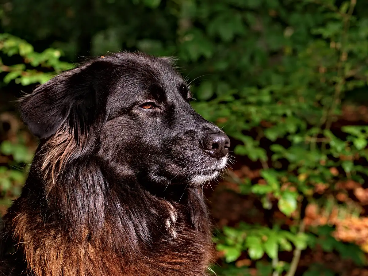 hündin ronja im kopfportrait im format 4:3