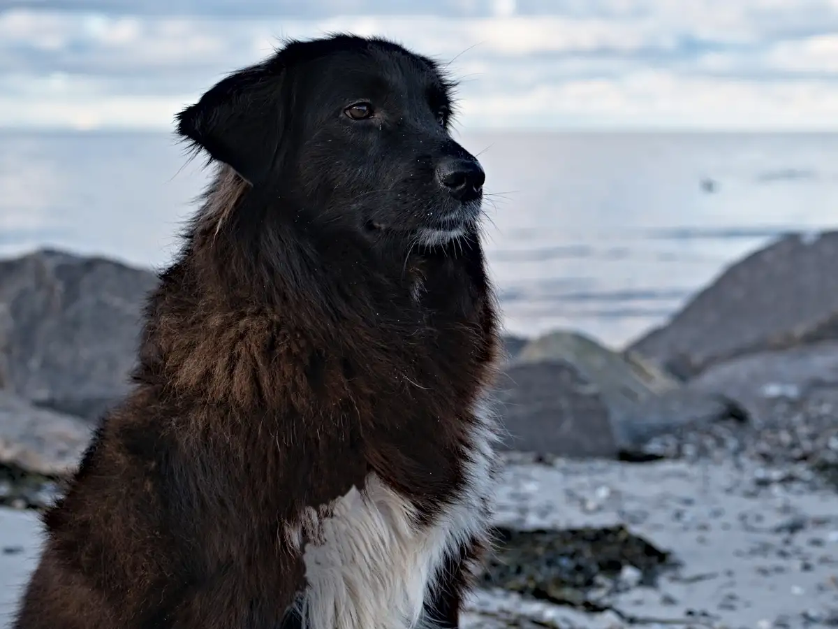 hund ronja am strand mit steinen und meer im hintergrund