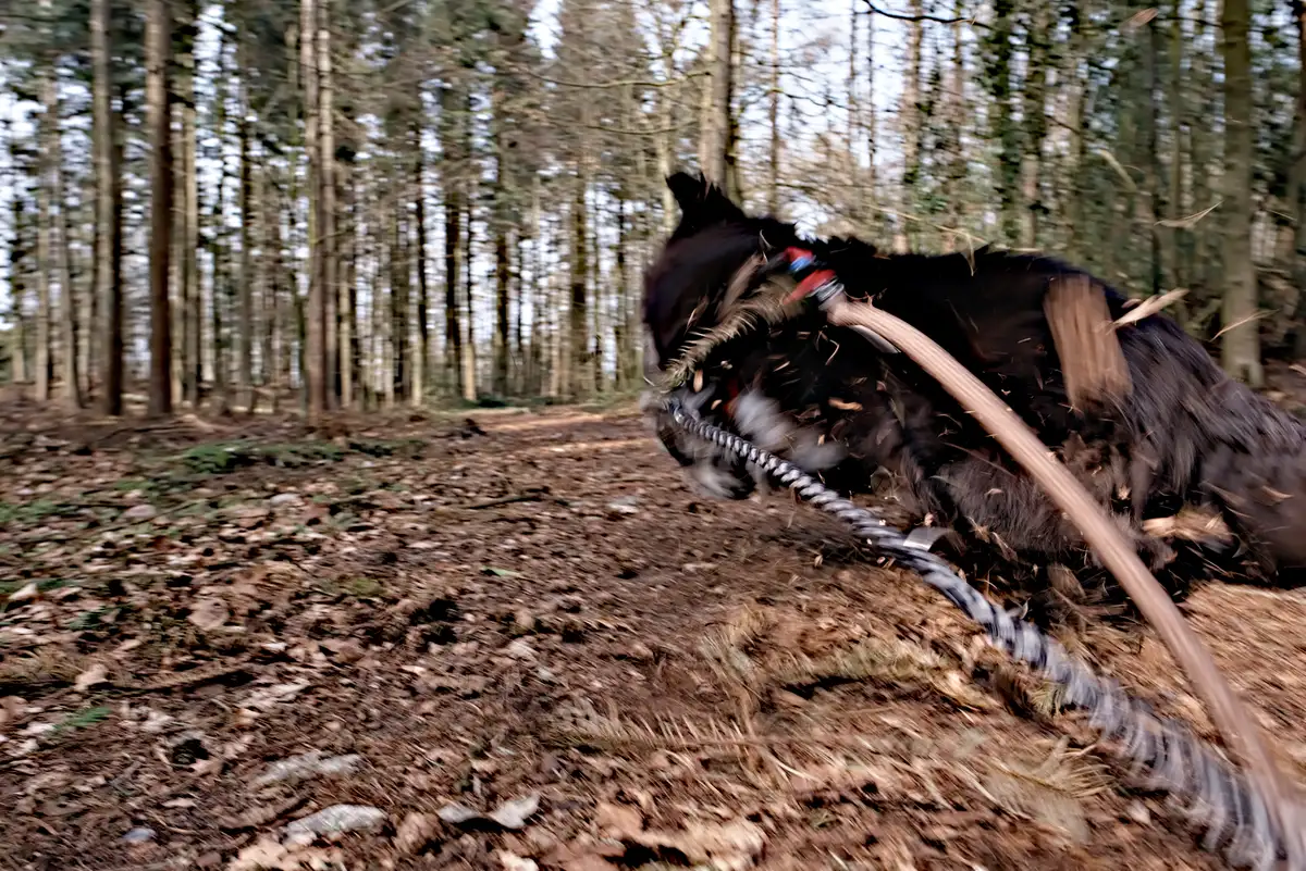 hund im wald rennt los und ist verschwommen