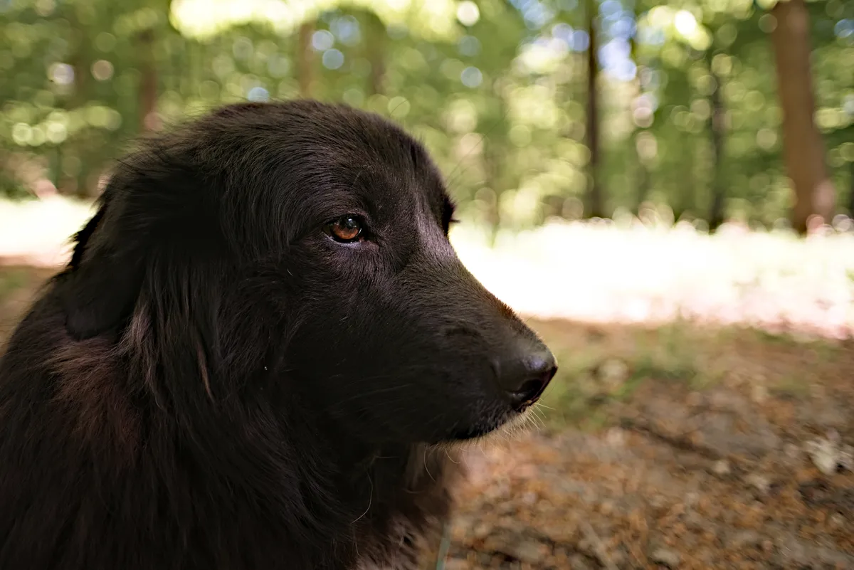 Licht auf dem auge in einem schwarzen hundegesicht